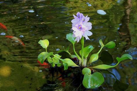 Water hyacinth pontederia crassipes easy live aquarium pond aquatic plant – Artofit