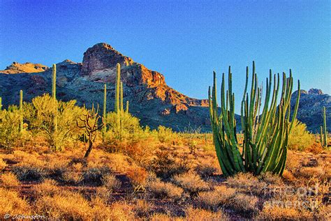 Organ Pipe Cactus National Monument Sunset Photograph by Bob and Nadine ...