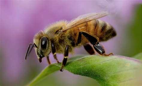 ¿37 Millones de abejas muertas? El bulo nuestro de cada año | Bee, Honey bee photos, Bee colony