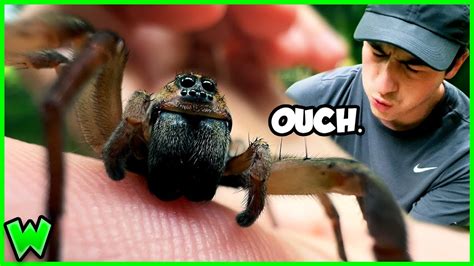 WOLF SPIDER BITE! How Bad Is It? - YouTube