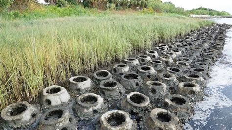 Tampa Bay Watch creates living shoreline - That's So Tampa