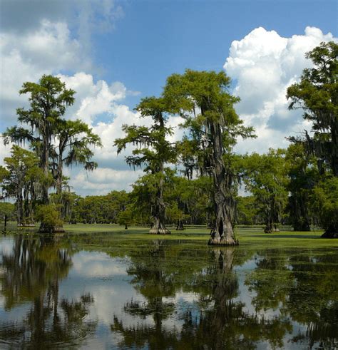 Bald Cypress the State Tree of Louisiana | HubPages