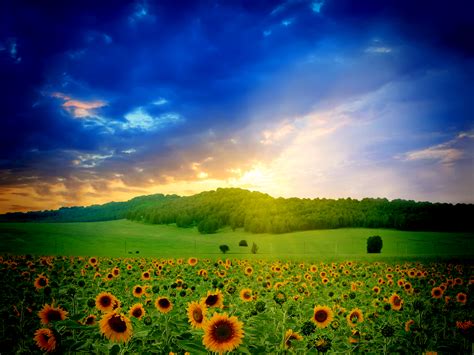 Sun Flowers Meadow wallpaper – Conservatism is a Substanceless Obsession, a Political Train ...