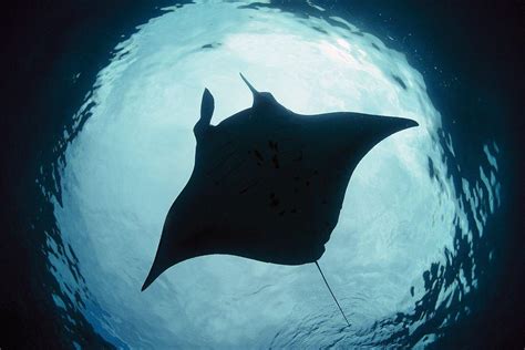 Manta Ray Wallpapers - Wallpaper Cave