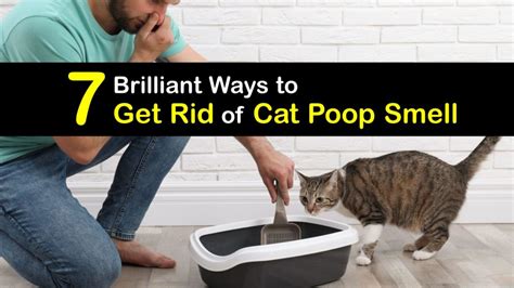 Smelly Cat Poop - Fast Ways to Get Rid of Cat Poop Odors