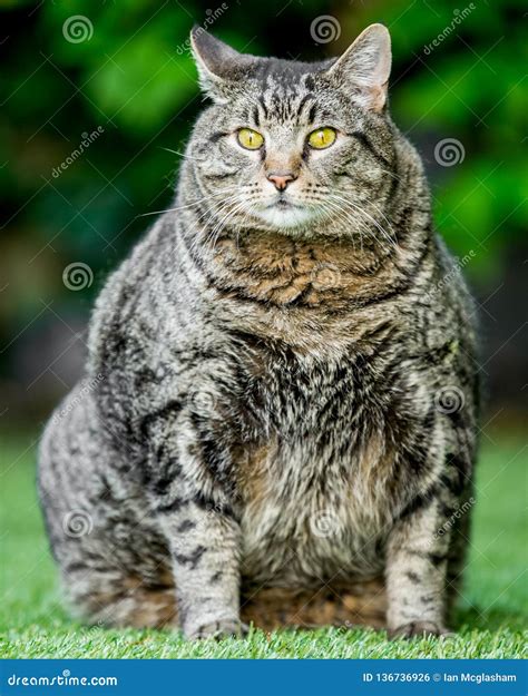 A Very Fat Cat Sitting on the Grass Stock Photo - Image of ground, doorway: 136736926