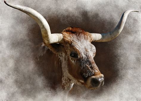 🔥 [50+] Longhorn Cattle Wallpapers | WallpaperSafari