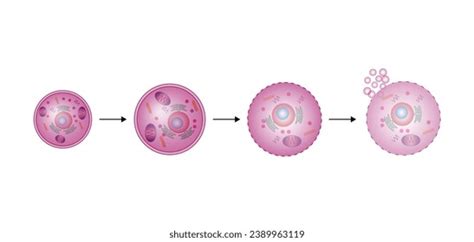 Necrosis Pathologic Cell Death Death Body Stock Vector (Royalty Free) 2389963119 | Shutterstock