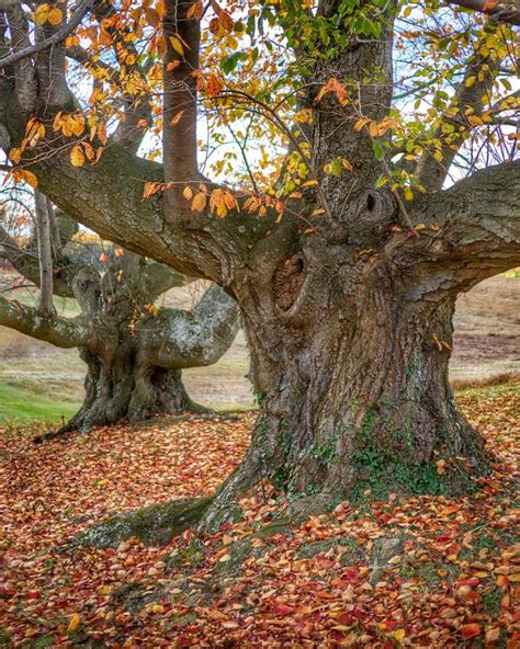 Old cherry trees | Tree, Cherry tree, Plants