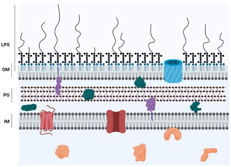 Pseudomonas Aeruginosa True Motility - Carpet Vidalondon