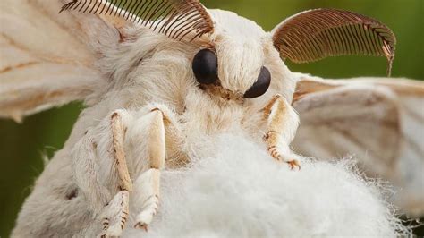 Poodle moth, the fluffiest insect in nature - Cultura Colectiva