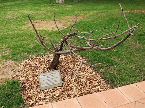 Isaac Newton's apple tree near Grantham, Lincolnshire - Unusual Places