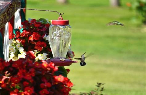 How to Hang a Hummingbird Feeder: 10 Tips to Help You Get It Right