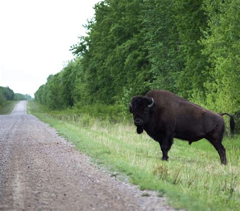 ‘This must be Canada’s last chance’: UN gives feds 18 months to save Wood Buffalo - The Narwhal