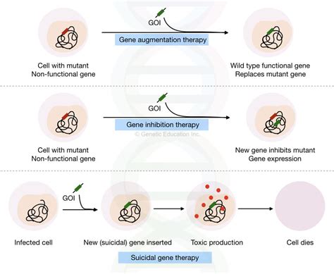 Gene Therapy: Types, Vectors [Viral and Non-Viral], Process, Applications and Limitations