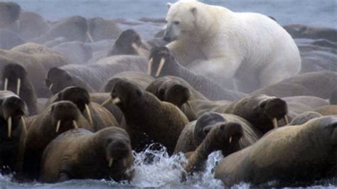 BBC One - Planet Earth, Ice Worlds, Polar bear walrus hunt