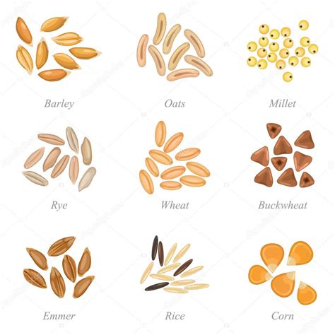 Icon set of cereal grains part 3 Stock Vector Image by ©Ksena-Shu #80981552