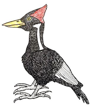 IVORY-BILLED WOODPECKER | Extinction Cometh