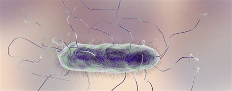 Proteus mirabilis: infections | conditions of development | treatment