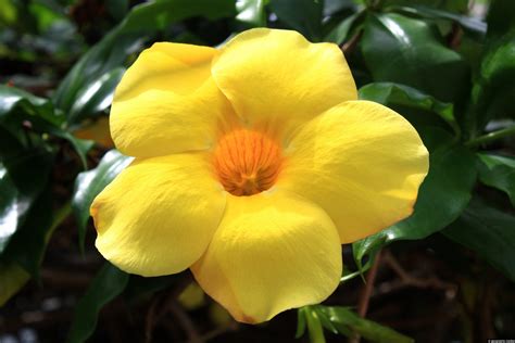 Allamanda Flower - Geographic Media