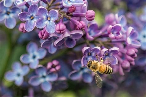 Lilac Bush Growing Guide: New Varieties and Care Tips - Birds and Blooms