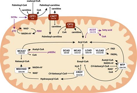 The mitochondrial fatty acid oxidation pathway as it modelled ...