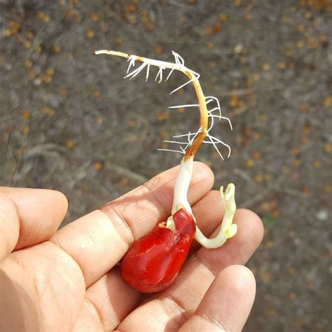 12 Purple Texas Mountain Laurel Seeds