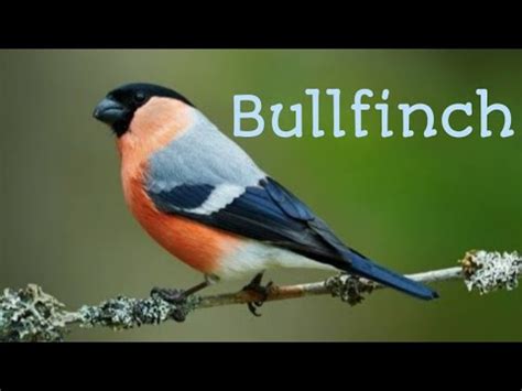 Singing Bullfinch. The best bird song - YouTube