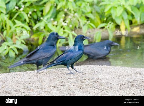 Sinaloa Crow Corvus sinaloae Sayulita Nayarit Mexico 16 January Adult ...