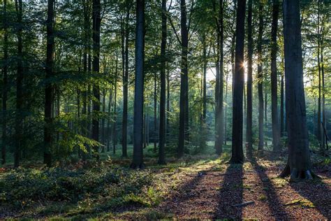 Forests vs. Woods: What’s the Difference?