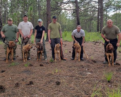 About The Breed: Bloodhound - Highland Canine: Professional Dog ...