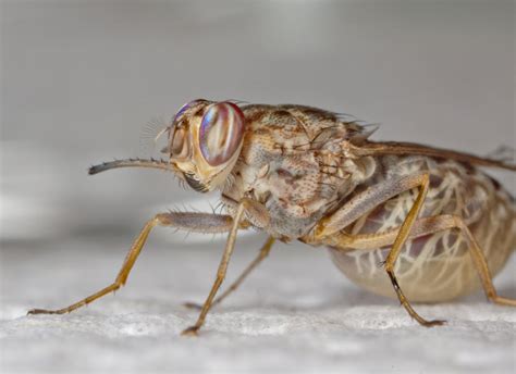 Why we sequenced genome of the sleeping sickness-spreading tsetse fly