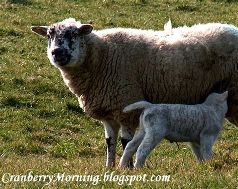 Cranberry Morning: Yorkshire Sheep, Anglophile Friday