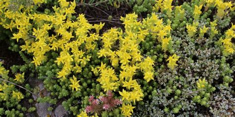 Sedum Companion Plants: What Plants go well with Sedum