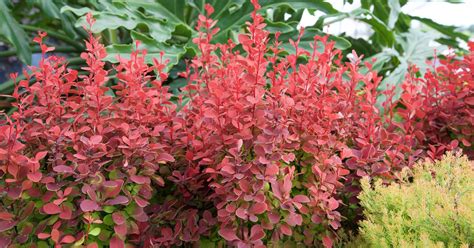 Bold Vertical Accent in 2021 | Orange rocket barberry, Plants, Front flower beds