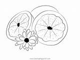 Grapefriut With Flower Coloring Page  coloring pages sketch template