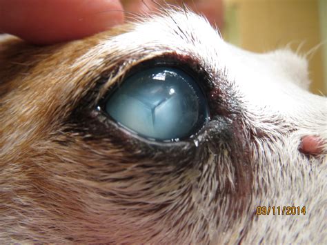 How Bad Are Dog Cataracts