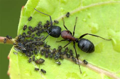 Aphids 101: The Small, Green World Of Family Aphidoidea - Earth Life