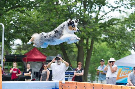 Sport Breakdown - Conditioning the Dock Diving Dog - MCINTYRE ...