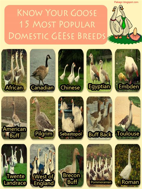 15 Most Popular Domestic Geese Breeds | Agri Gossip