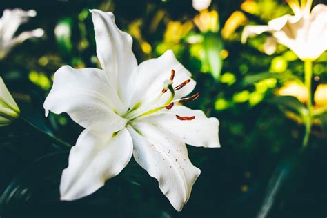 Lily Flower Background, White Lily Flower, #29071