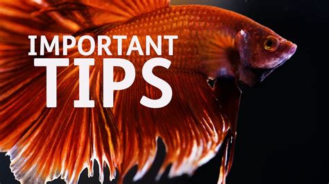 Important Tips on Betta Fish Care - YouTube