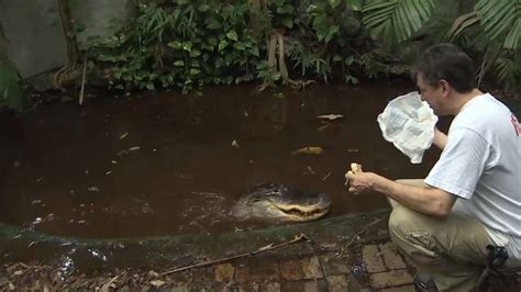 Man Fights To Keep Pizza-Eating Pet Alligator | US News | Sky News