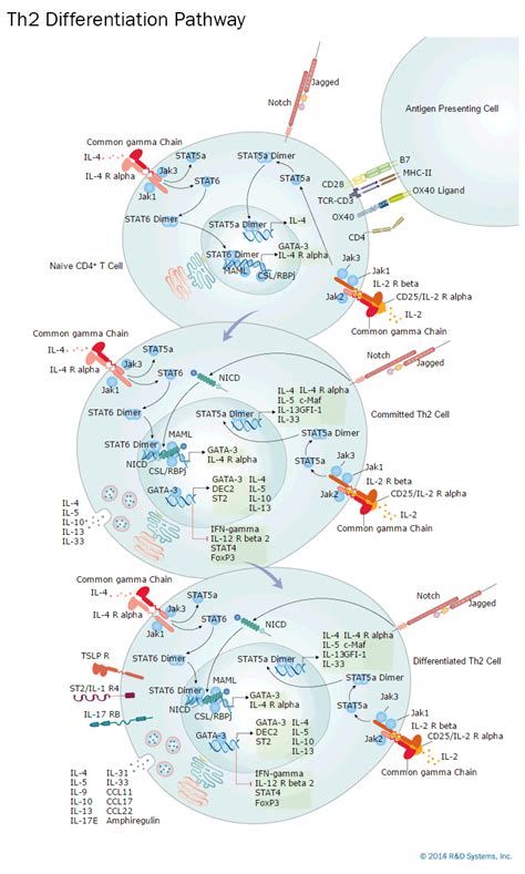 Th2 Differentiation Interactive Pathway: R&D Systems