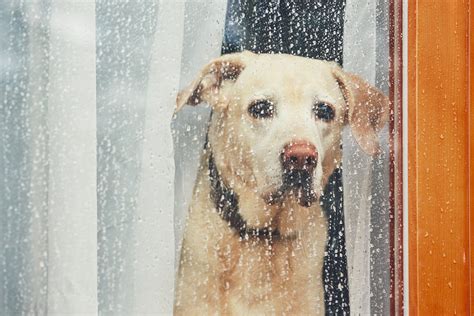 What to Expect When Leaving Your Pet Home Alone - Ottawa Humane Society