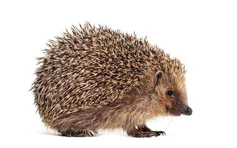 Hedgehog - Facts and Beyond | Biology Dictionary