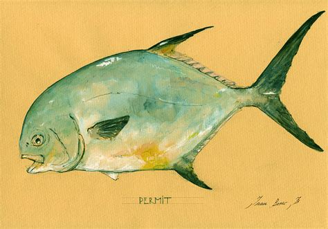 Permit fish Painting by Juan Bosco - Pixels