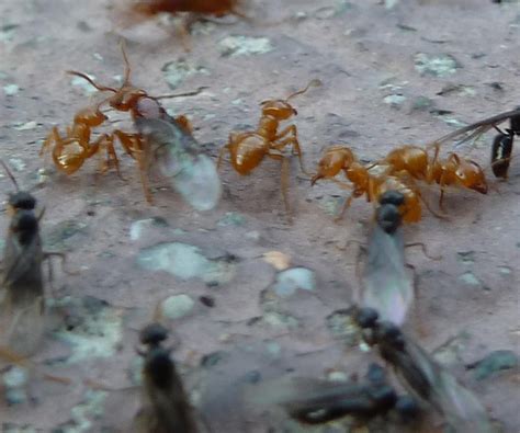 Unusual Ant Swarm - What's That Bug?