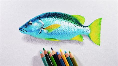 How to draw a fish - Prismacolor colored pencils tutorial. - YouTube