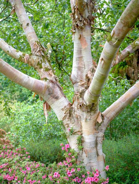 Betula utilis var. jacquemontii (Himalayan Birch)